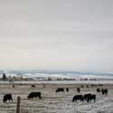 Cows