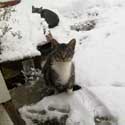 Cats!